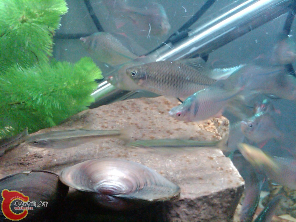 IMG00120-20110613-1745.jpg