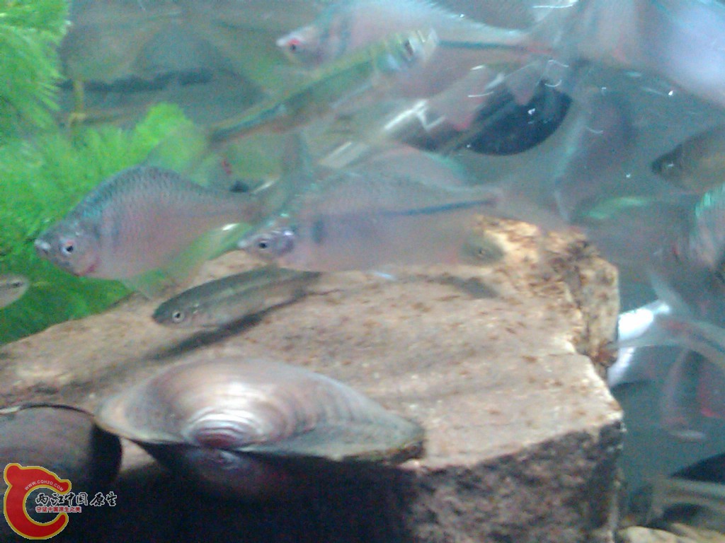 IMG00121-20110613-1745.jpg