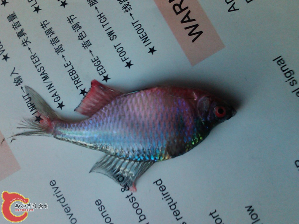 IMG00122-20110613-1754.jpg
