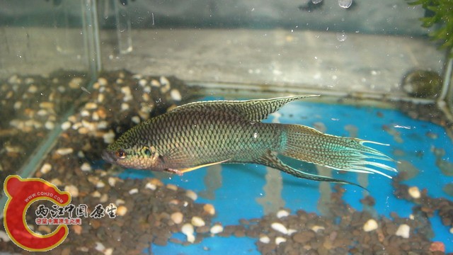 DSC05370_缩小大小.JPG