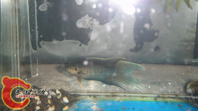 DSC05376_缩小大小.JPG