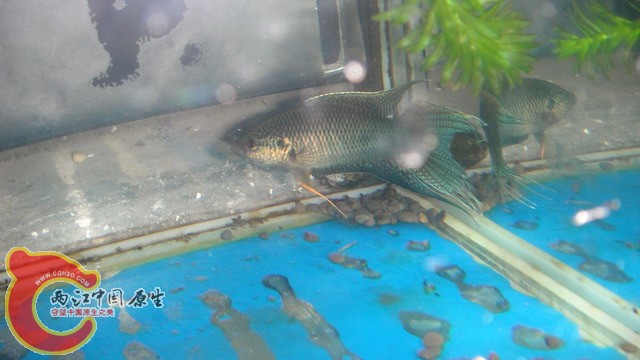 DSC05375_缩小大小.JPG