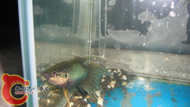 DSC05378_缩小大小.JPG