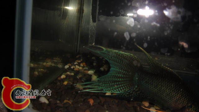DSC05395_缩小大小.JPG