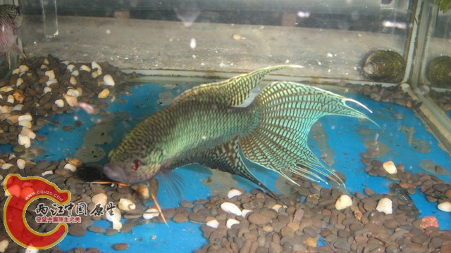 DSC05401_缩小大小.JPG