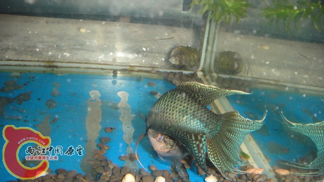 DSC05402_缩小大小.JPG