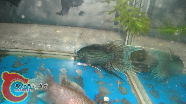 DSC05407_缩小大小.JPG
