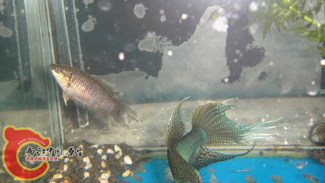 DSC05404_缩小大小.JPG
