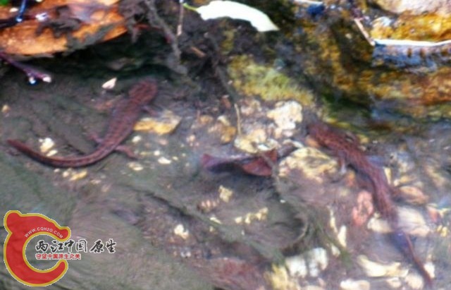 DSCF0144.jpg