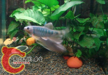 DSC05608.JPG