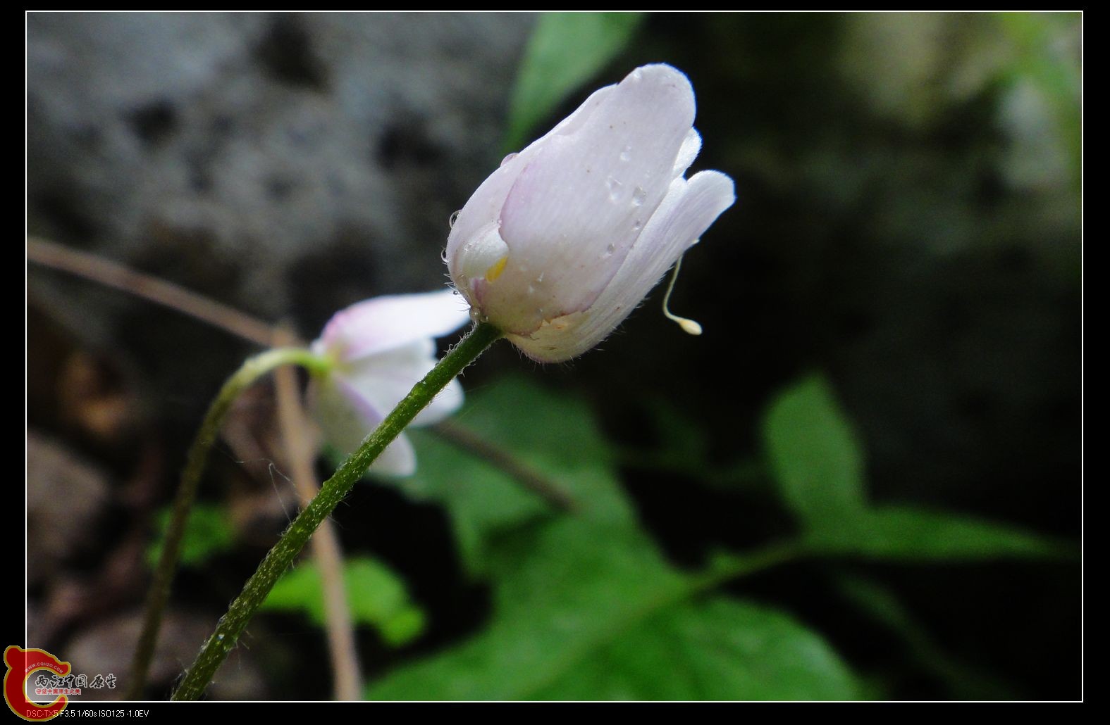 小花花2 .jpg