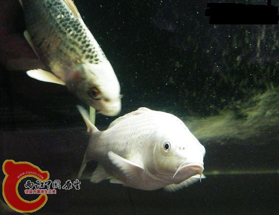 1106151558290abcccf41fcd3f.jpg