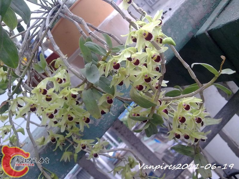 20110619352　铁皮石斛.jpg