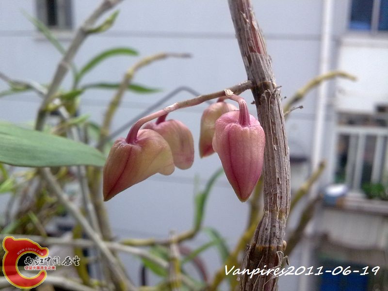 20110619333　钩状石斛.jpg