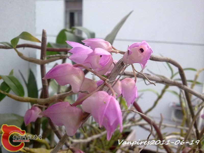 20110619337　钩状石斛.jpg