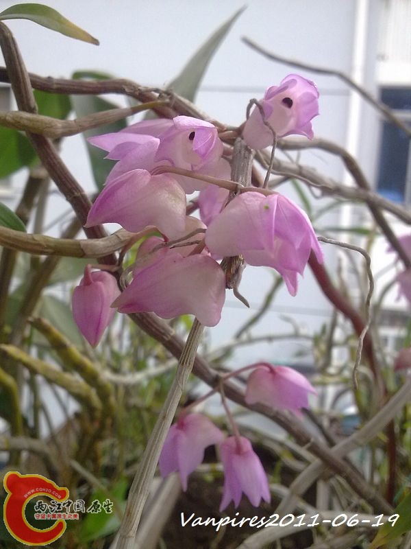 20110619339　钩状石斛.jpg