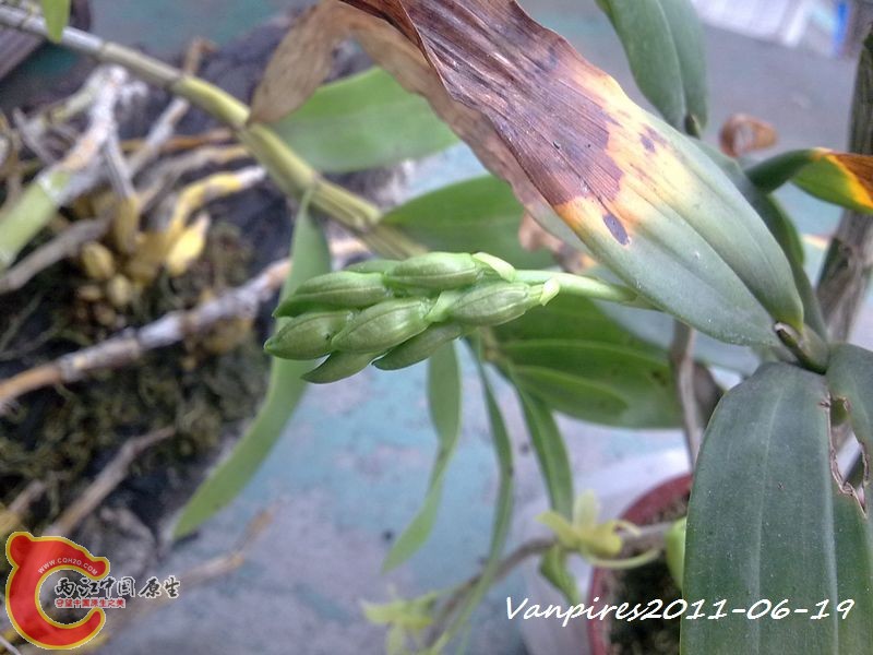 20110619355　具槽石斛.jpg
