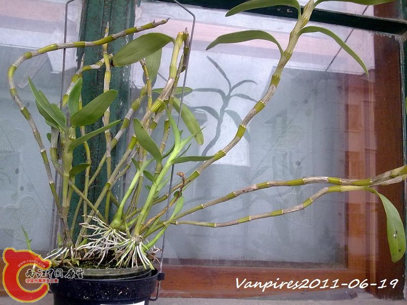 20110619359　樱石斛.jpg