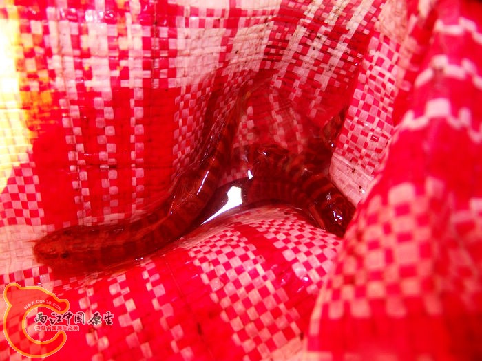 DSCF5026.jpg