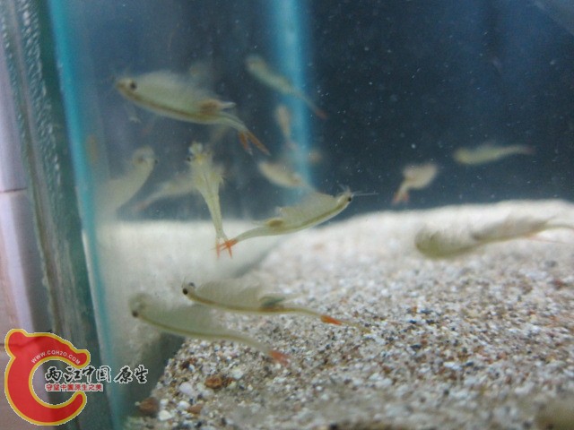 IMG_2172.JPG