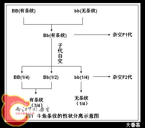 图1 斗鱼条纹的性状分离示意图.jpg