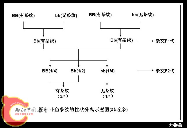 图2 斗鱼条纹的性状分离示意图（非近亲）.JPG
