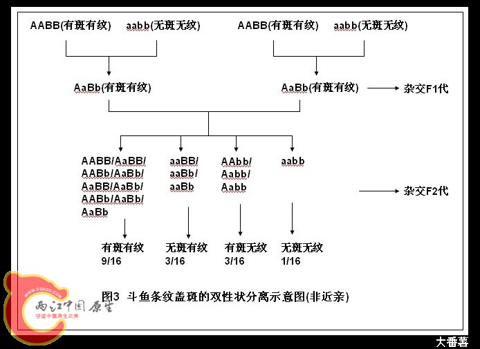 图3  斗鱼条纹盖斑的双性状分离示意图（非近亲）.jpg