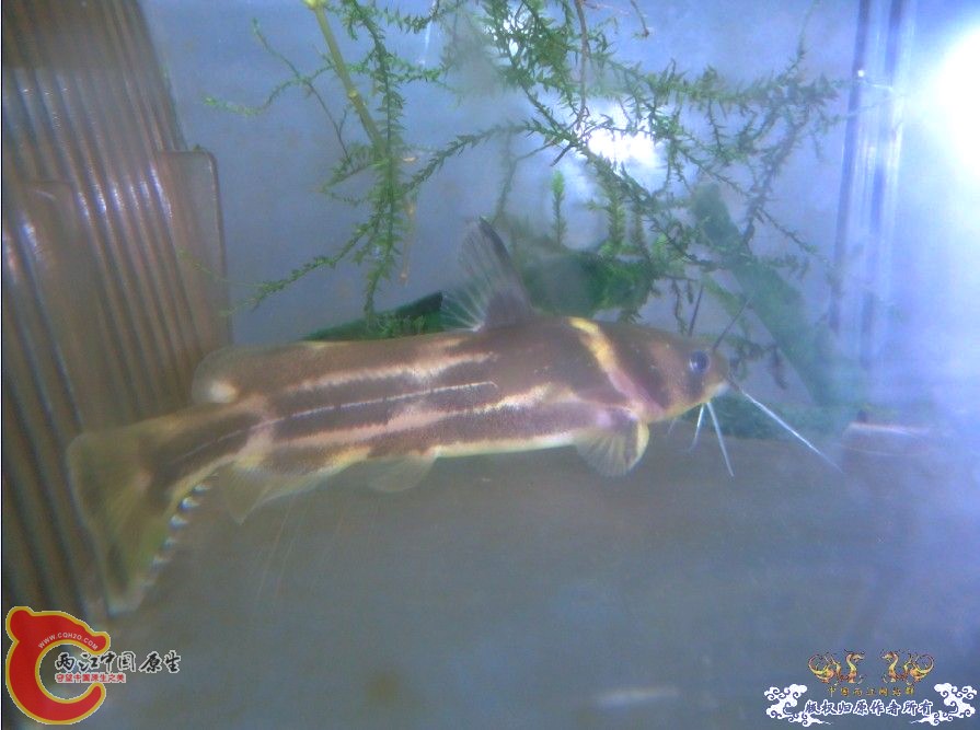 Pseudobagrus ondon（盎堂拟鲿）.jpg