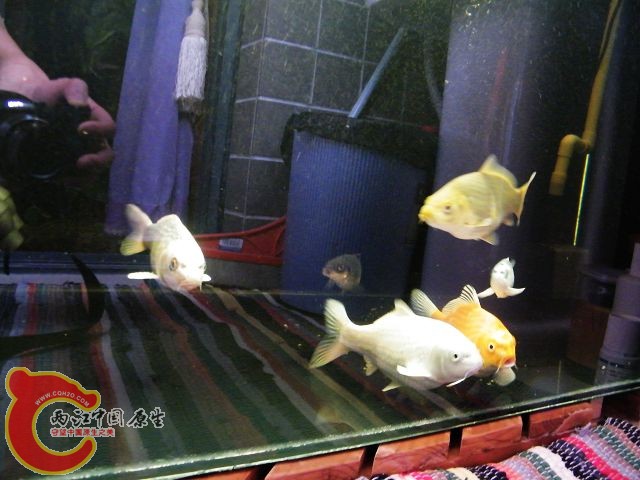 DSCF5936.JPG