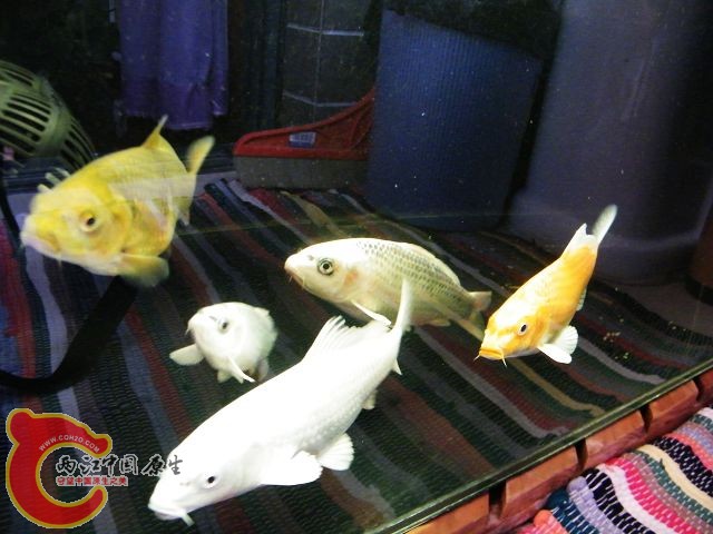 DSCF5937.JPG