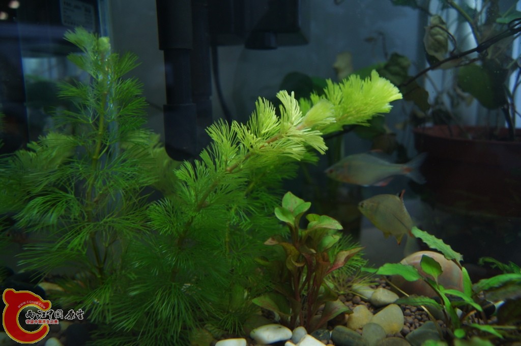 水草2.JPG