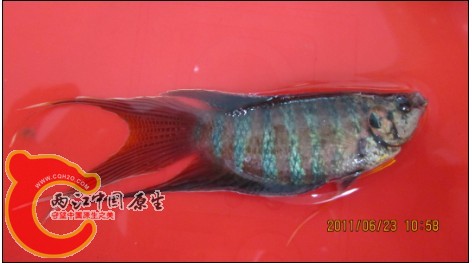 (71W{@58)BD@OYV13NPOKB3.jpg