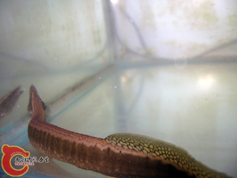 eel1.jpg