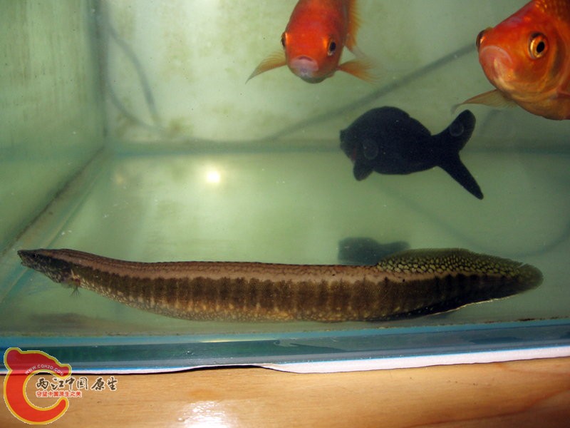 eel2.jpg