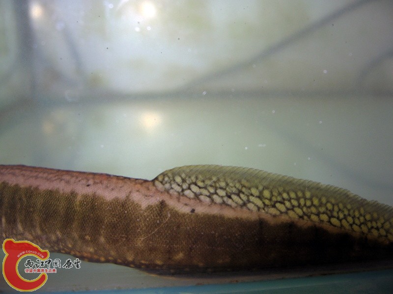 eel3.jpg