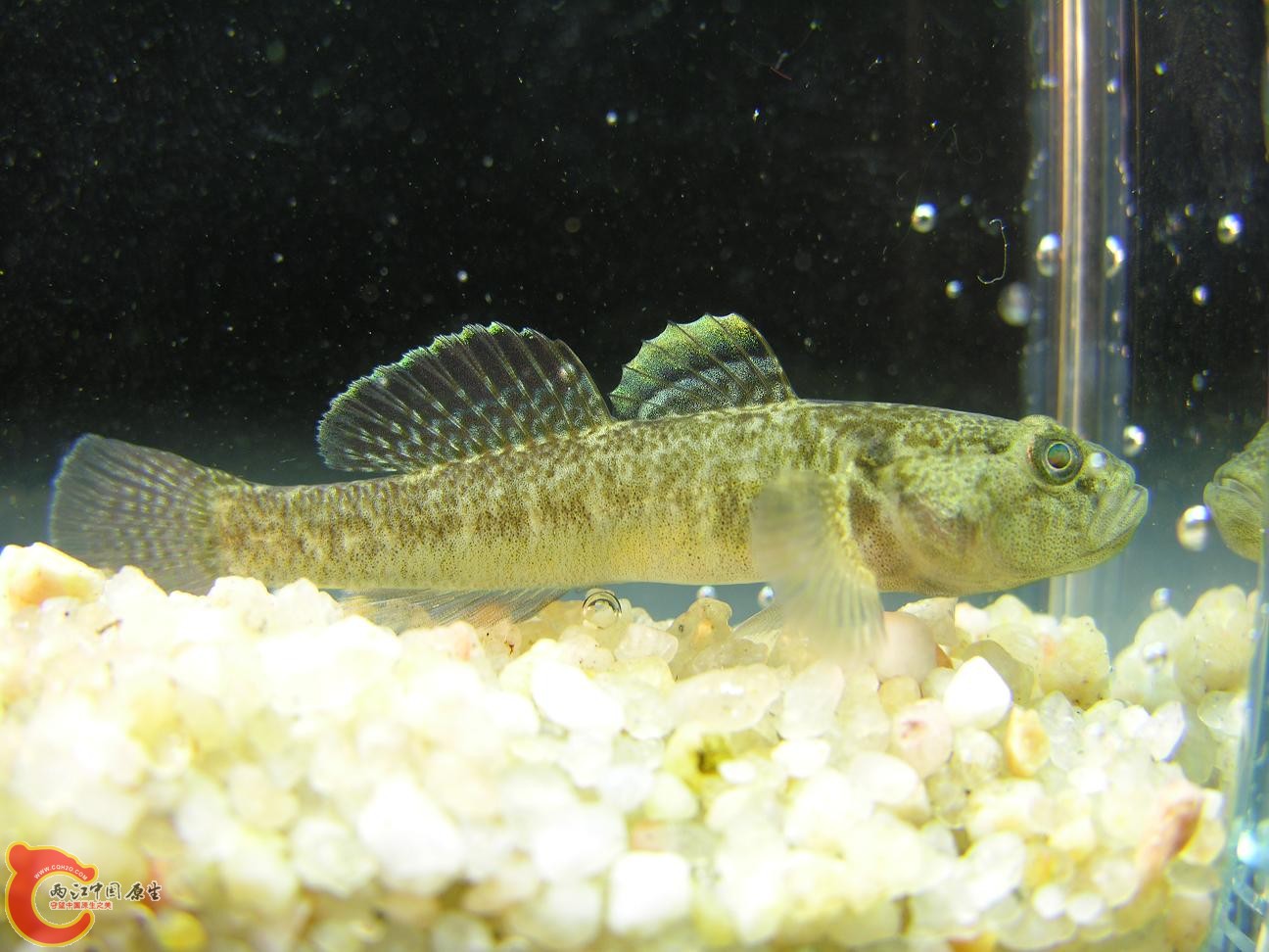 Europe Goby2.jpg