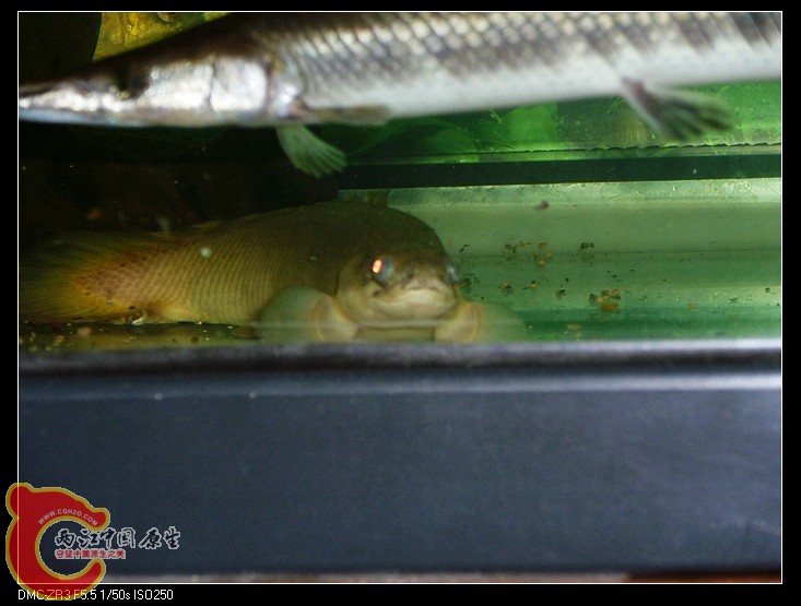 非洲黄鳝~~