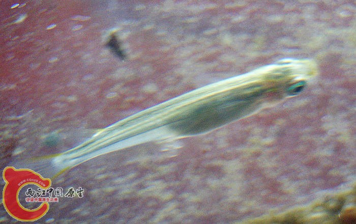 DSC02177.jpg