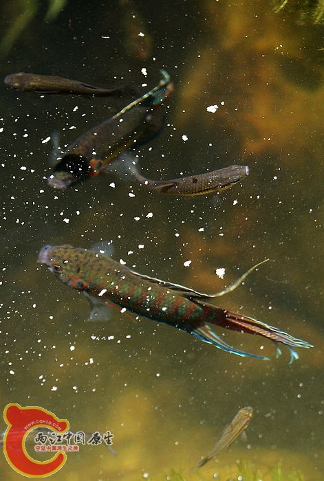 DSC02224A.jpg