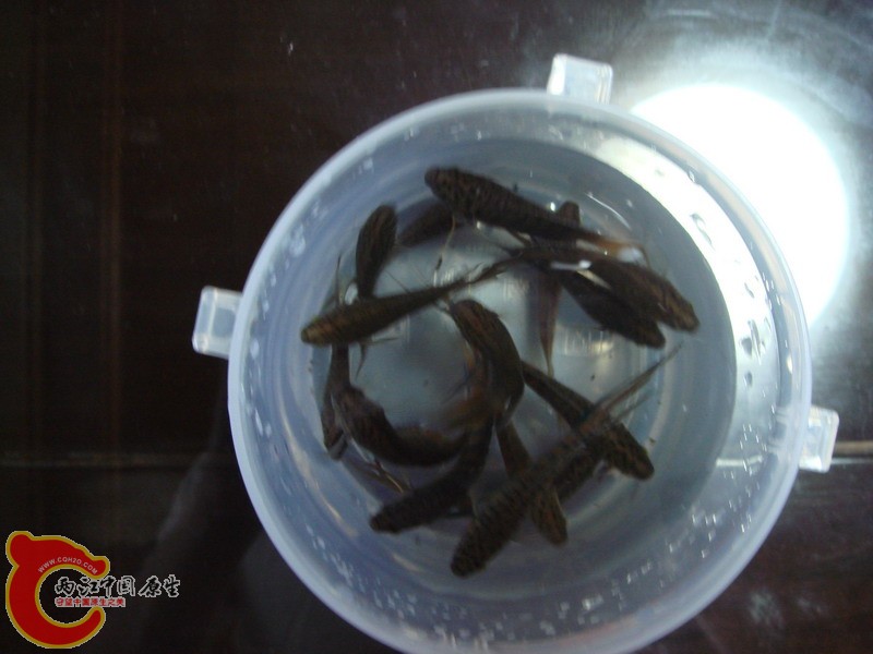 DSC02529_缩小大小.JPG