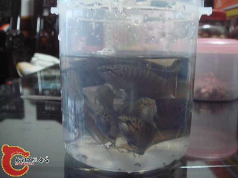 DSC02530_缩小大小.JPG