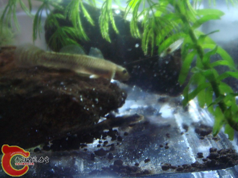 DSC02542_缩小大小.JPG