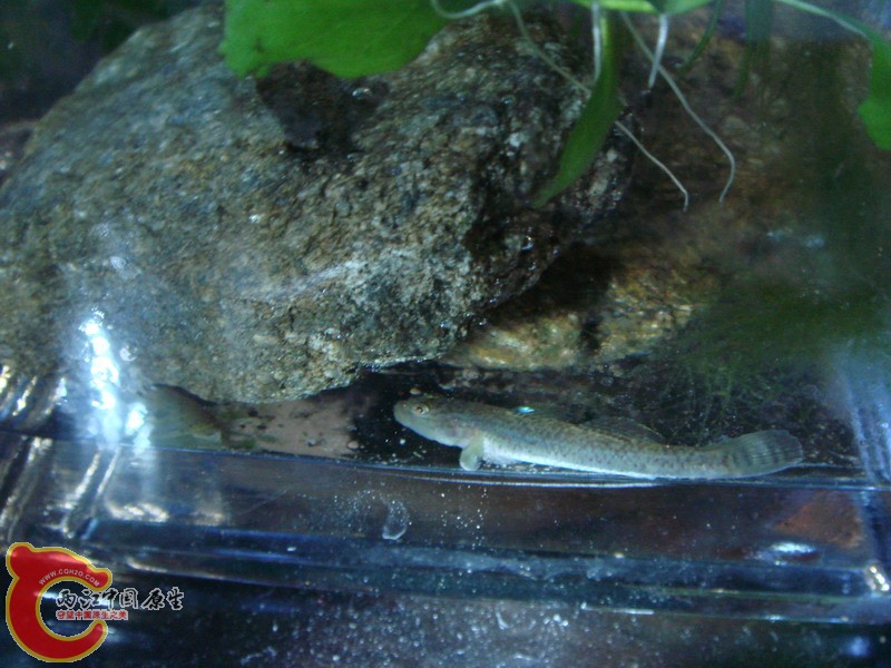 DSC02541_缩小大小.JPG