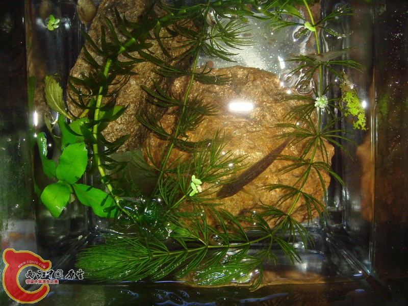 DSC02538_缩小大小.JPG