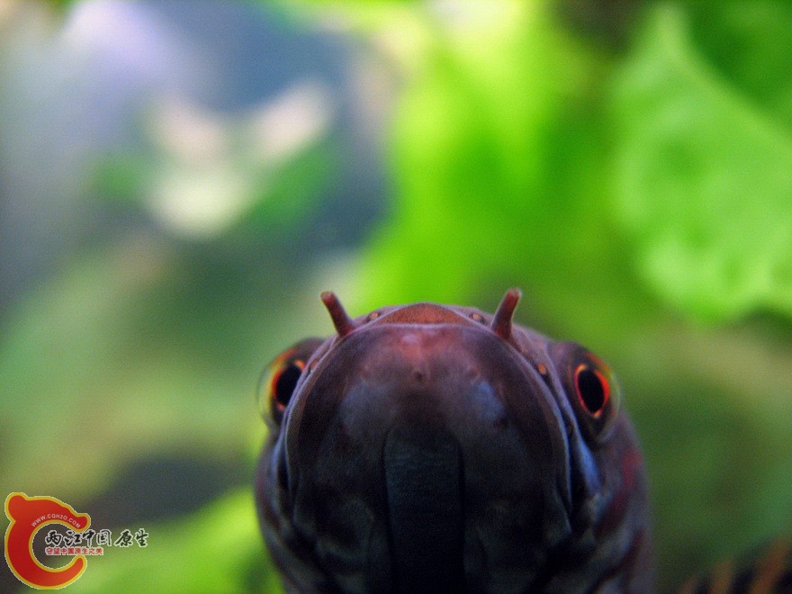 snakehead001.jpg