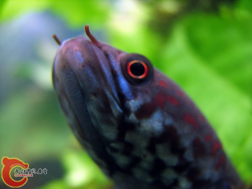 snakehead002.jpg