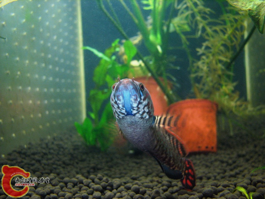 snakehead004.jpg