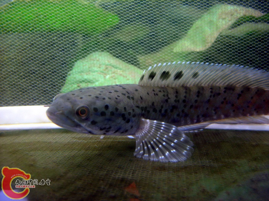 snakehead008.jpg