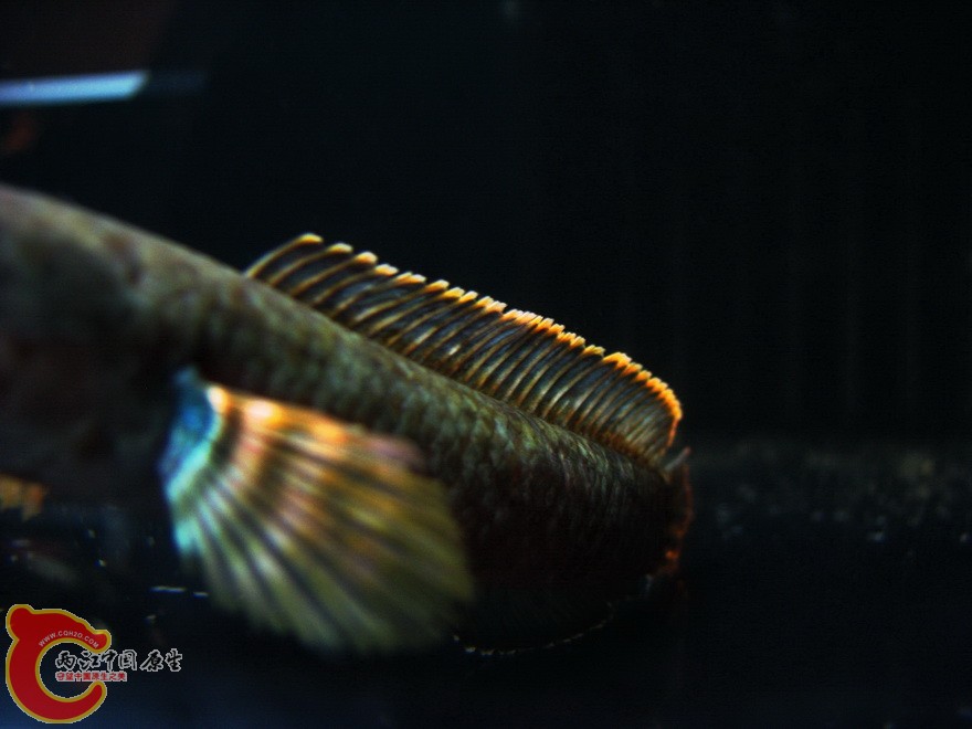 snakehead05.jpg