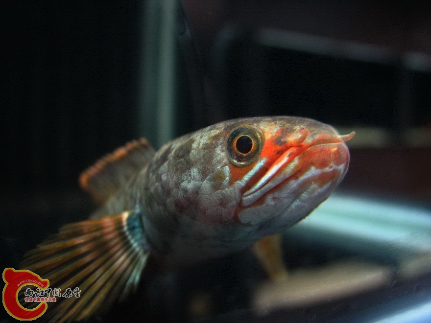 snakehead02.jpg